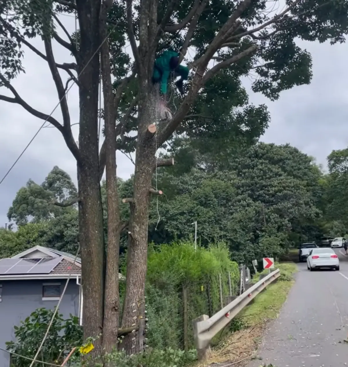 Tree felling in progress, Hillcrest