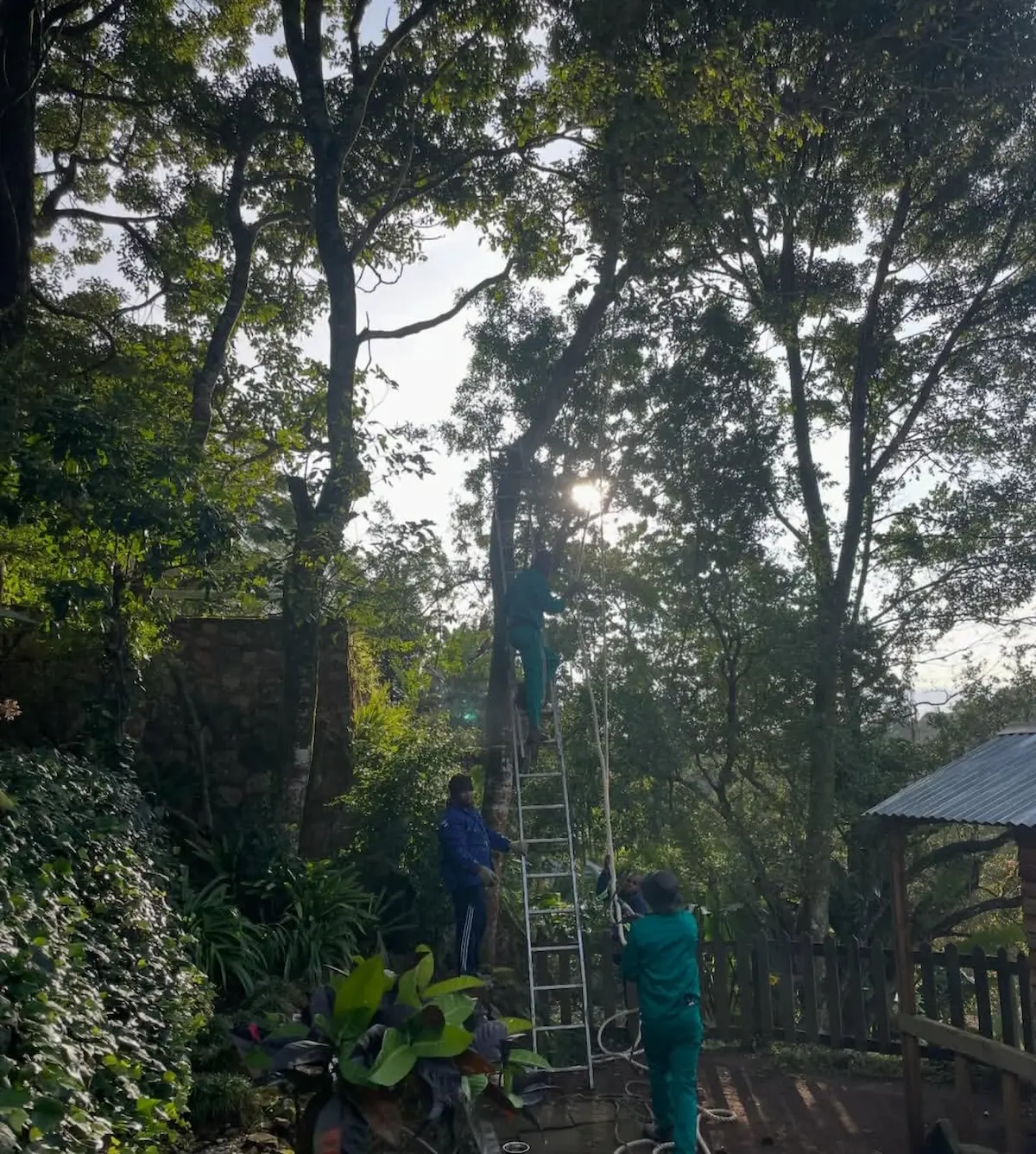 Tree pruning and trimming, Hillcrest KZN