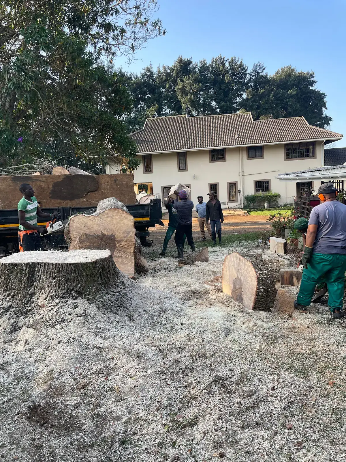 Large tree felling job, Upper Highway KZN