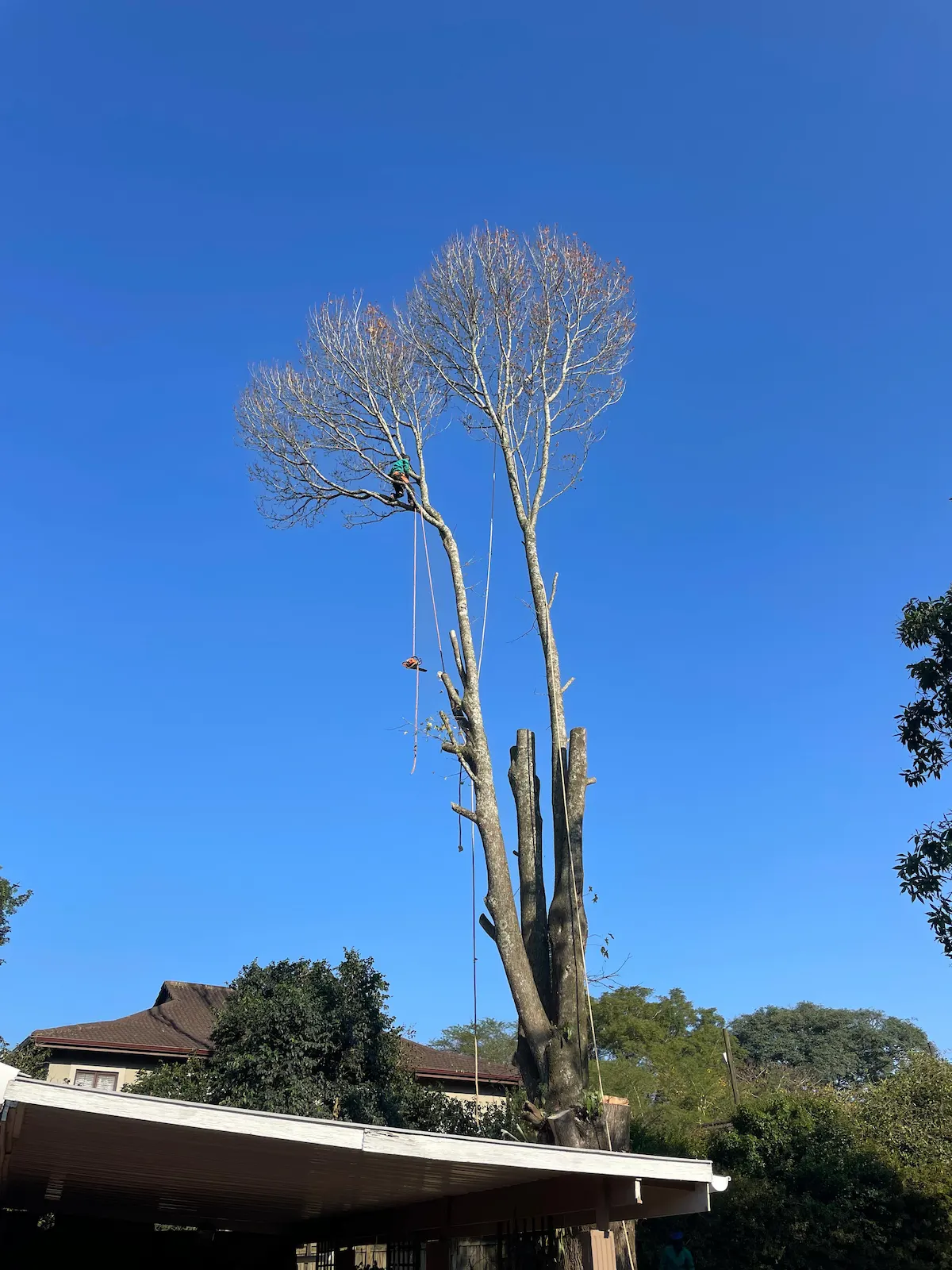 Site clearing and stump removal, Kloof KZN