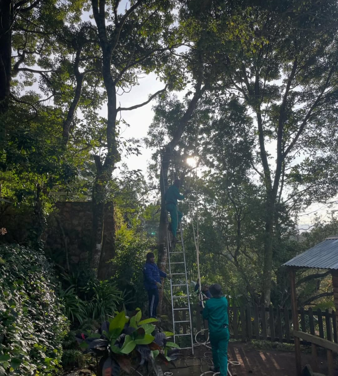 Trent Treefelling Forestry team at work in Hillcrest, KZN